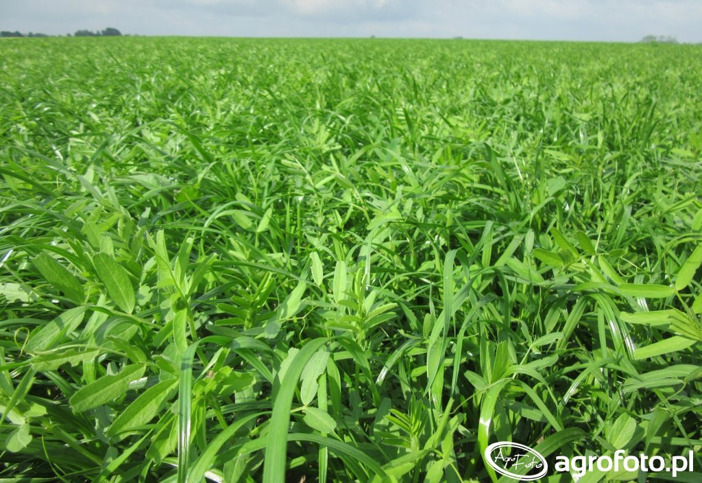 barenbrug-mieszanka-poplonowa-bg-13-milk