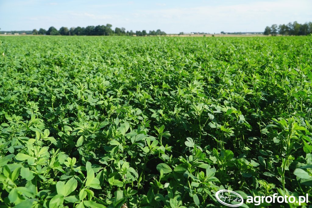 lucerna-barenbrug_164038_2631_1068414.jp