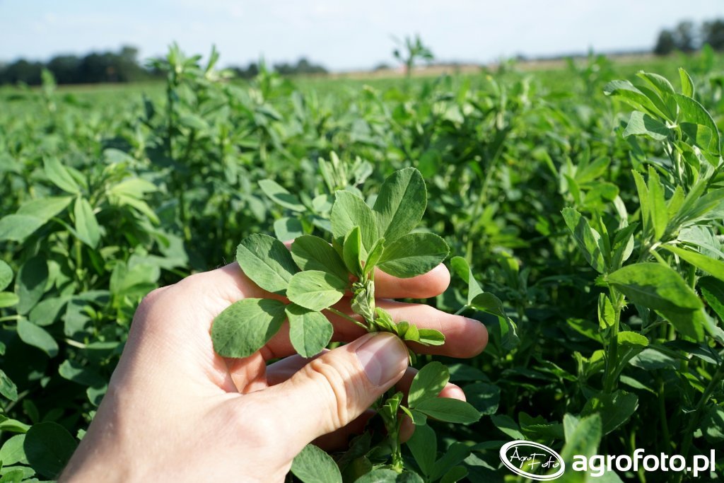 lucerna-gotowa-do-koszenia-nasiona-baren