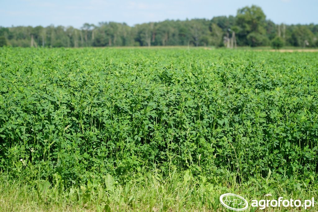 lucerna-w-lipcowym-sloncu-nasiona-barenb