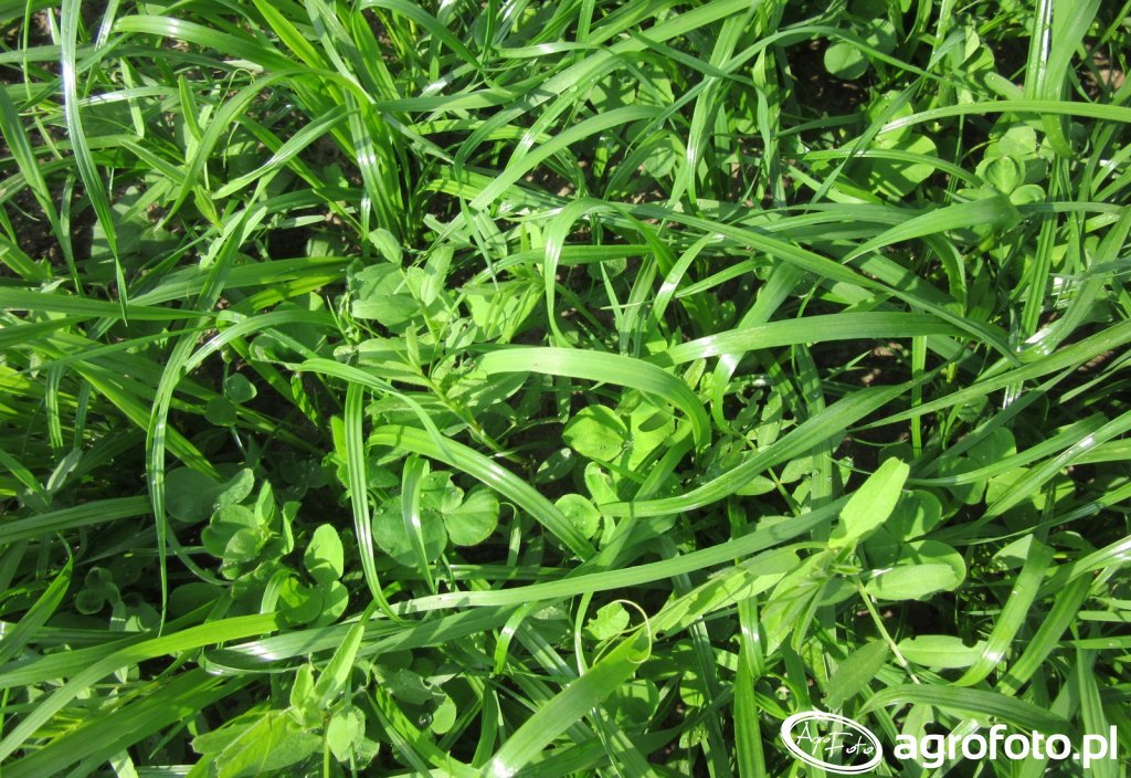 mieszanka-poplonowa-barenbrug-bg-13-milk