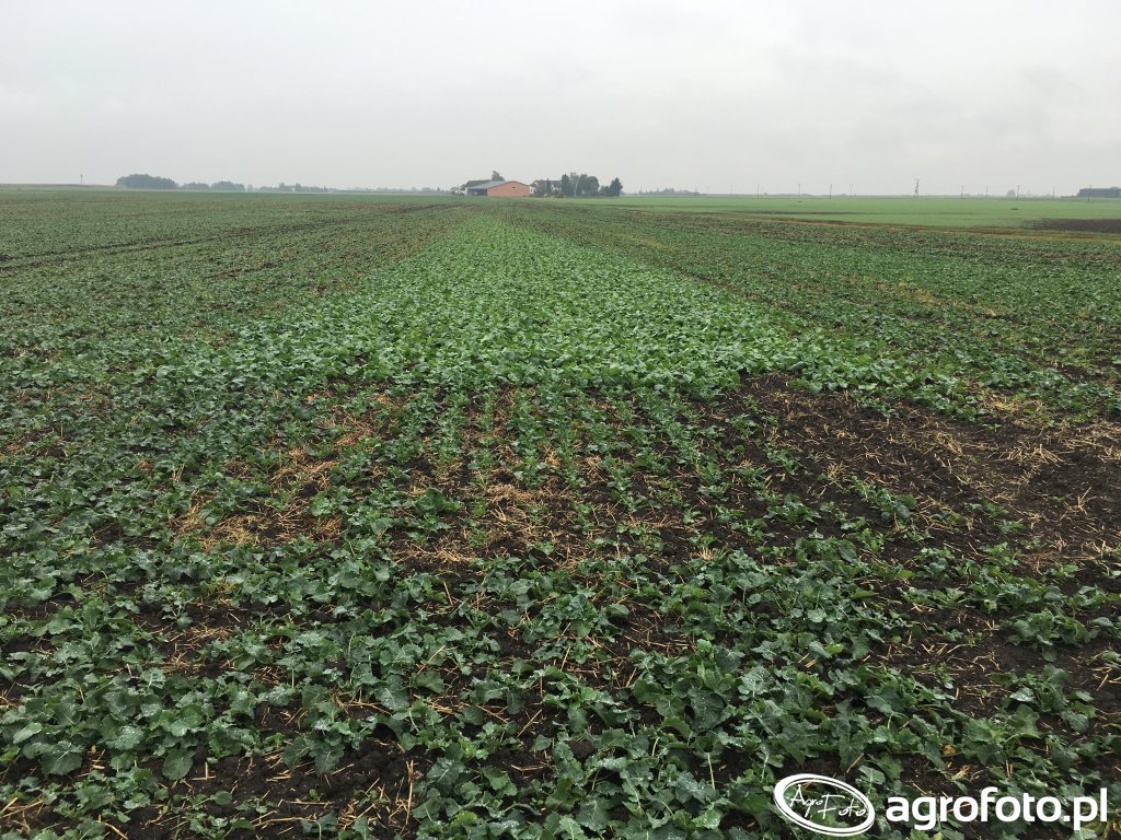 dzialanie-regulatora-wzrostu_18865_153_2