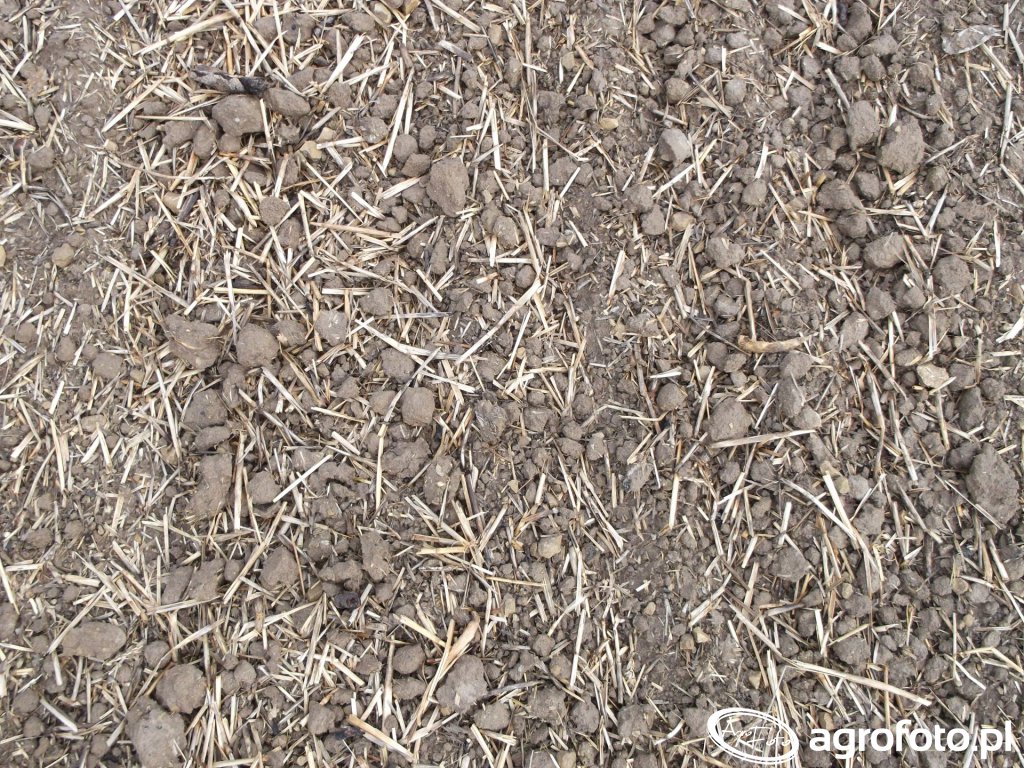 owies-bez-orki-po-pszenicy-i-poplonie_30