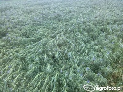 Poplon pod ziemniaki