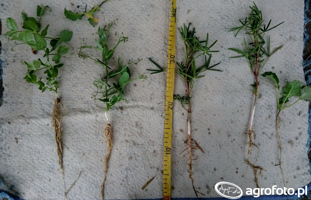 peluszka-lubin-rzepak_32212_90_166494.jp