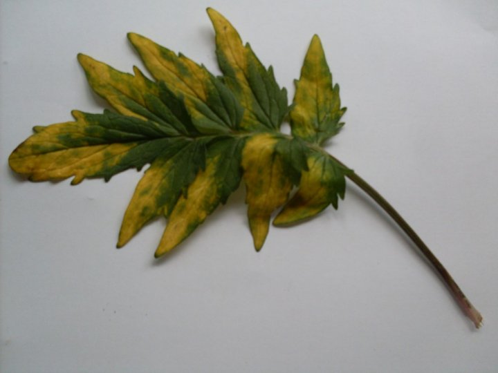 post-55466-0-22920900-1427736123_thumb.j