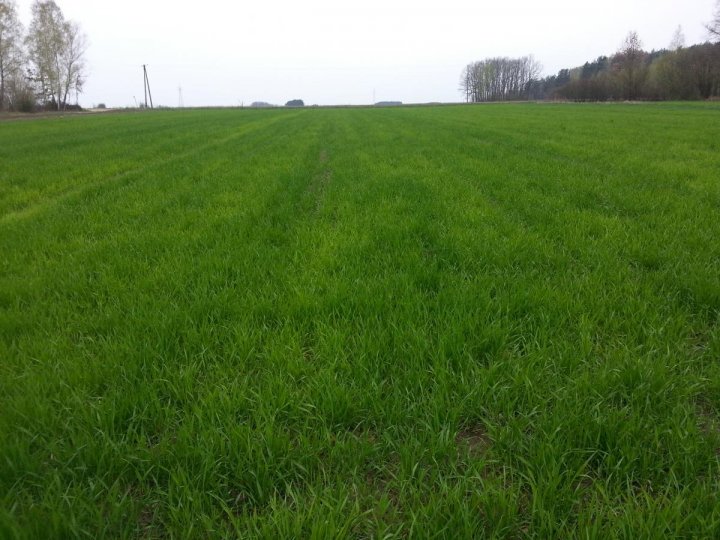 post-67413-0-14138200-1492292737_thumb.j