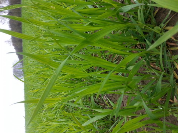 post-67413-0-85045400-1492293028_thumb.j