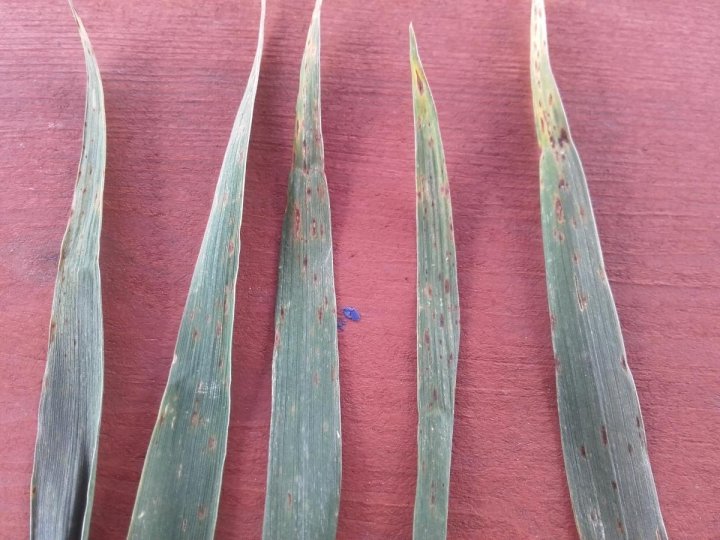 post-17934-0-33048500-1462695589_thumb.j