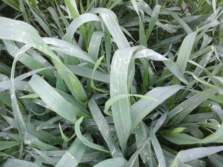 post-49816-0-67677300-1463298486_thumb.j