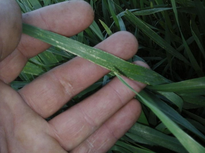 post-49816-0-77285700-1463913431_thumb.j