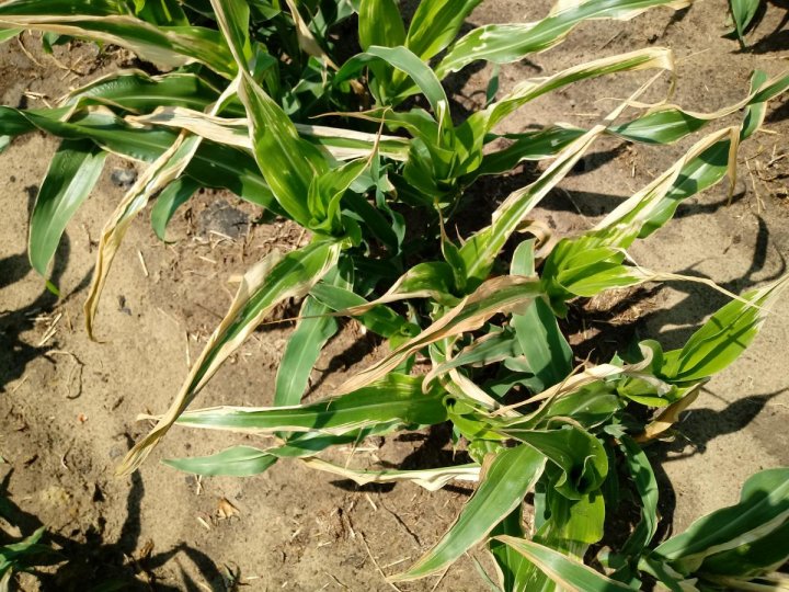 post-151638-0-01114100-1497784621_thumb.