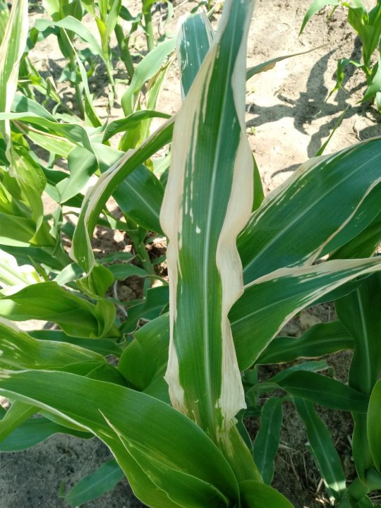 post-151638-0-95044000-1497784740_thumb.