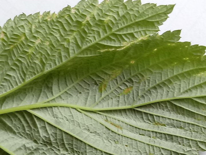 post-151638-0-21110200-1499442211_thumb.