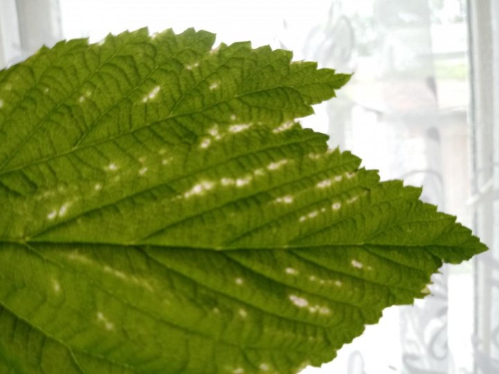 post-151638-0-31373400-1499442406_thumb.