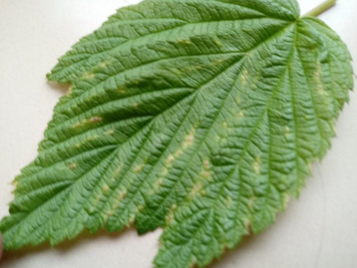 post-151638-0-34687700-1499442457_thumb.