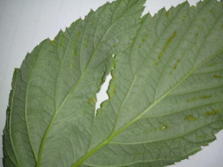 post-151638-0-85984100-1499442500_thumb.