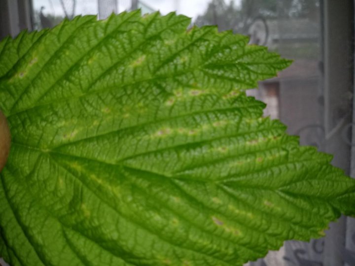 post-151638-0-98626600-1499442254_thumb.