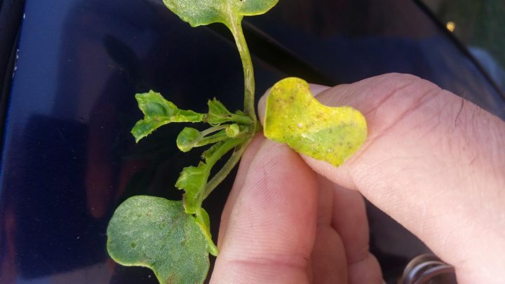 post-163701-0-48437100-1473696084_thumb.