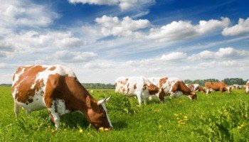 Produkcja zwierzęca