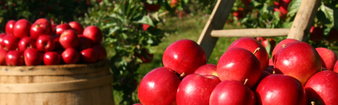 Blisko 4,5 miliona użytkowników AgroFoto.pl w 2020 roku!